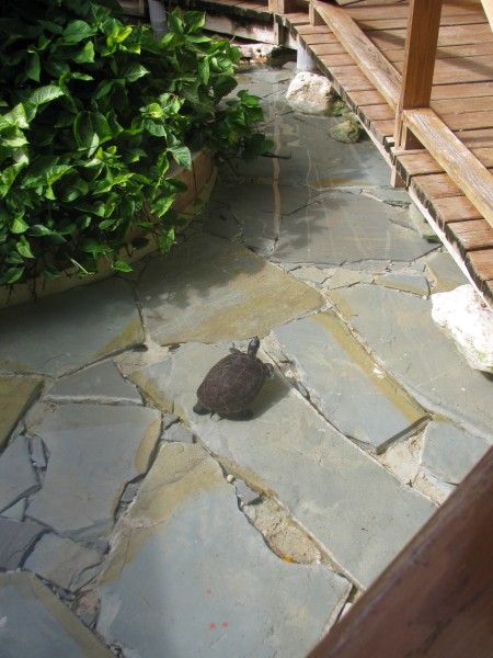 Dominican Republic 340.jpg